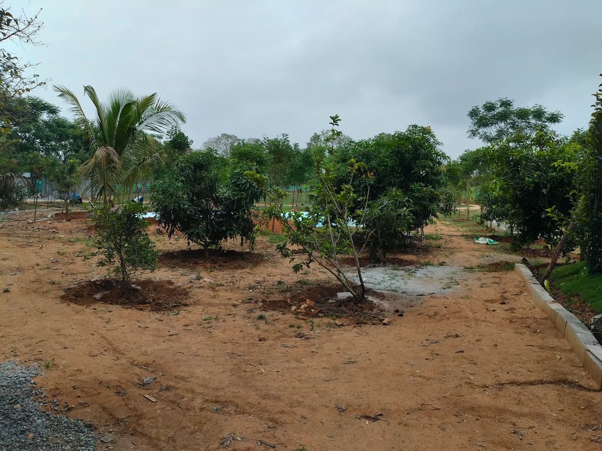 Young fruit trees standing in bare red earth, widely spaced, with the boundary planting behind them.