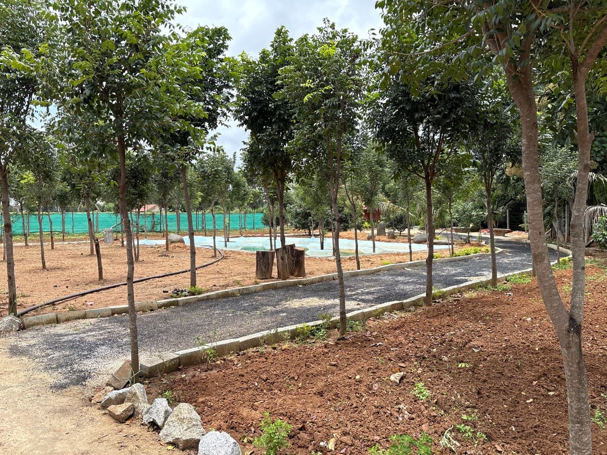 Rows of young trees in bare red earth, a gravel track curving through them in the foreground, and in the middle distance a wide shallow basin of water with a pale lining, backed by a green mesh boundary fence.