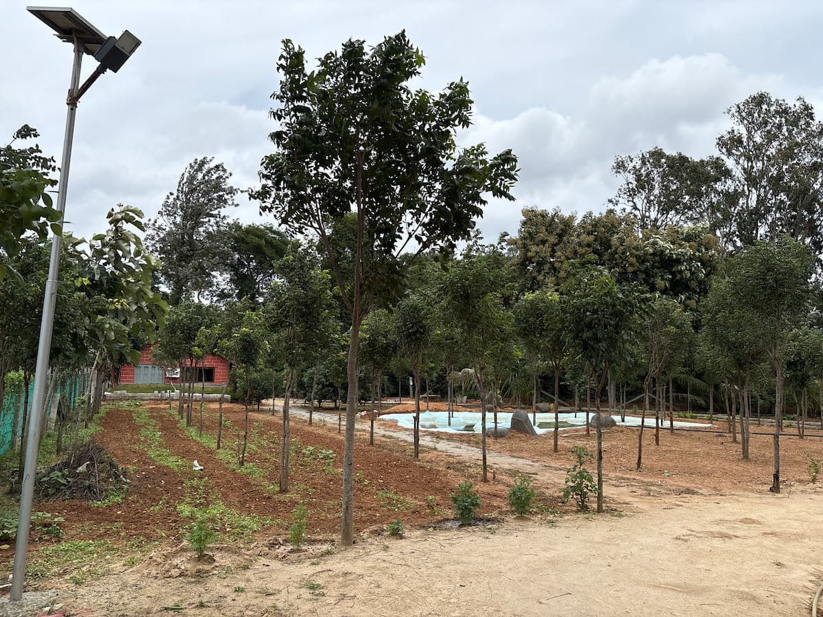 The orchard in rows of red earth with a solar street light above it, the lined pond in the middle distance, and the red house just visible through the trees at the left.