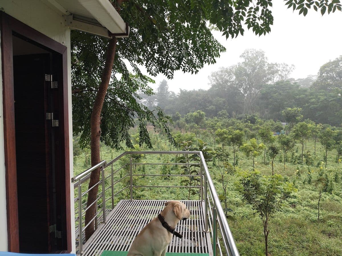 A pale dog sitting on the steel deck outside the open door, looking out over young trees and scrub that fade into morning mist.