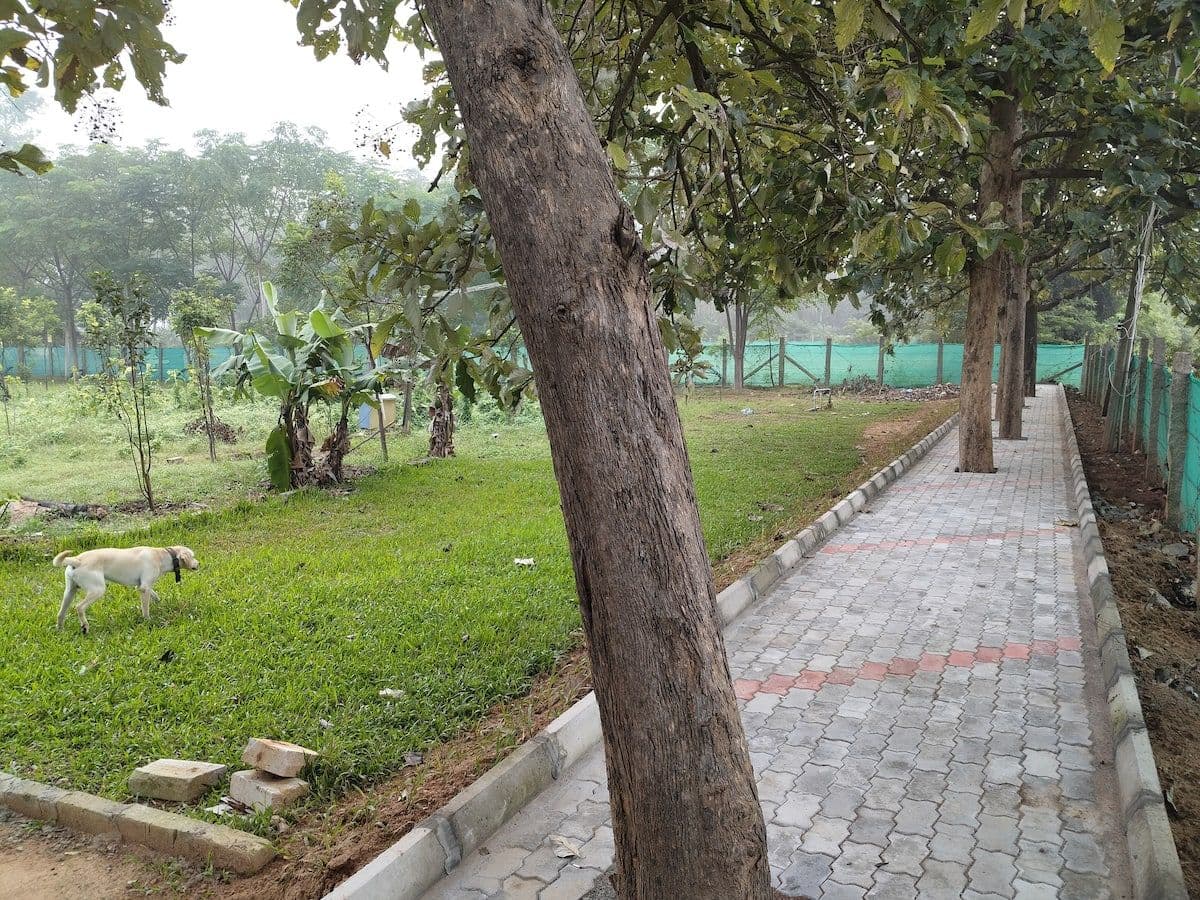 A paved path curving between mown grass and mature trees, a white dog lying on the grass to one side, and the green mesh boundary fence beyond.