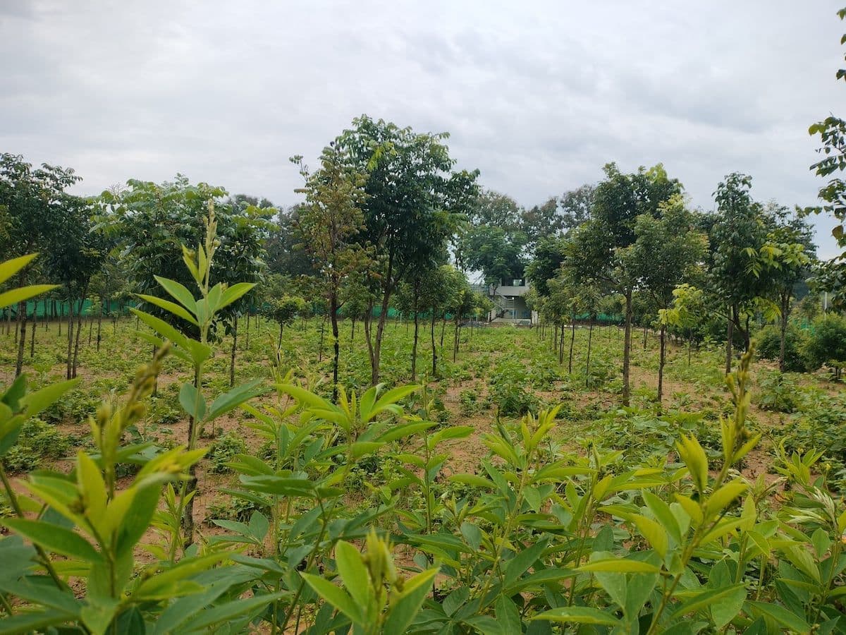 Young trees and green ground cover after rain, with the pale house small among the trees in the distance.