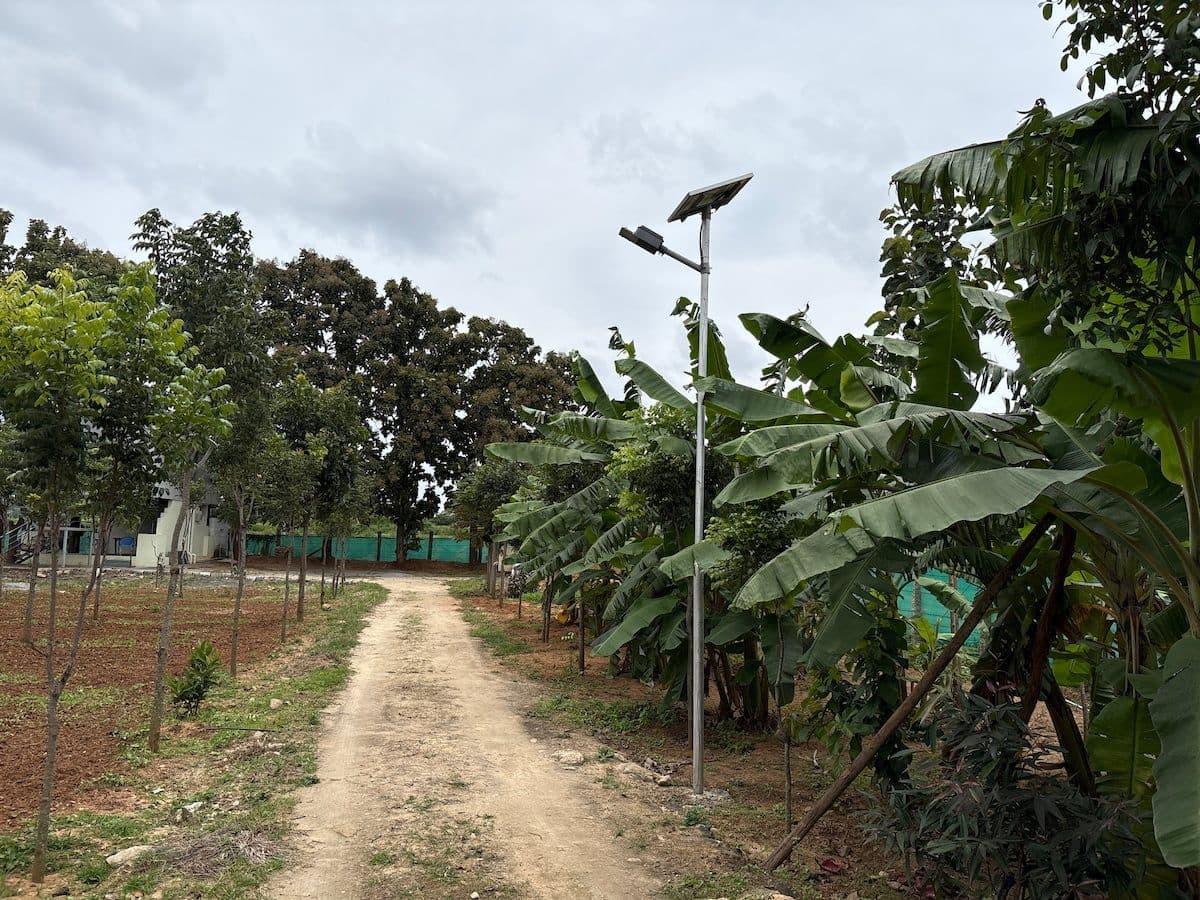 An earth track running between young trees on one side and a stand of banana plants on the other, a solar street light over it, and the white house showing through the trees at the end.