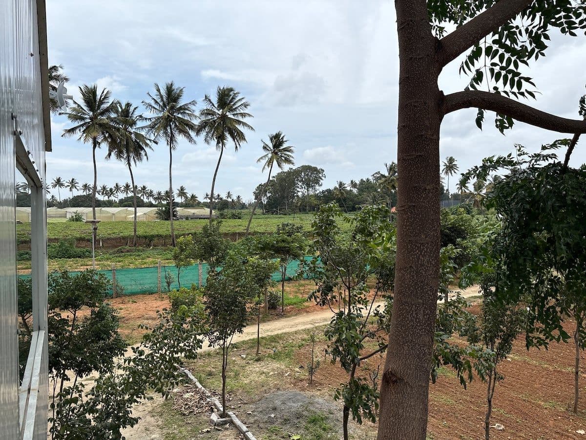 The view out from beside the house: coconut palms along the boundary, green crop fields and polytunnels beyond the fence, and a tree trunk close in the frame.